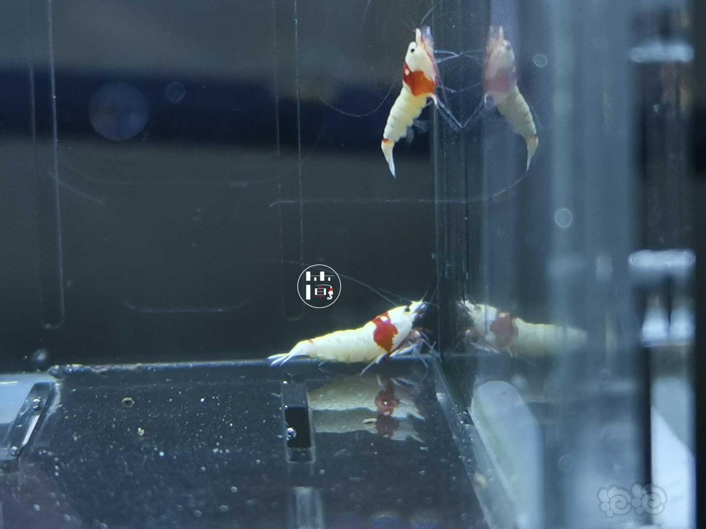 【虾】2020-06-04#RMB拍卖精选系统白躯红白水晶虾10只-图1