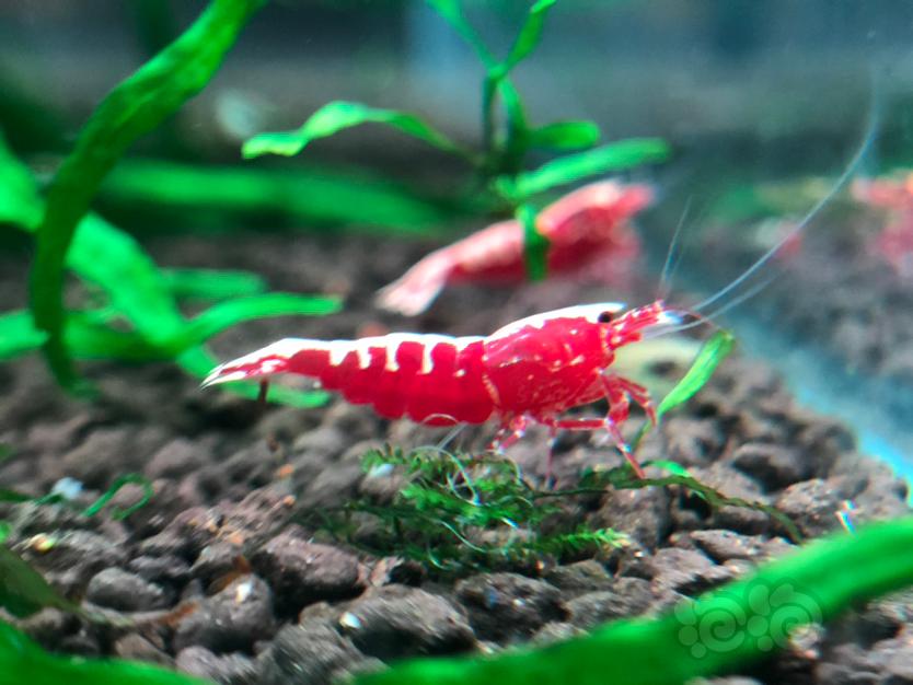 【虾】2020-6-23#RMB拍卖红银河鱼骨水晶虾2只（1公1母）繁殖组-图2