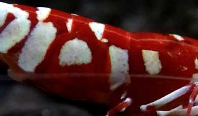 抱蛋红花虎母虾一枚-图1