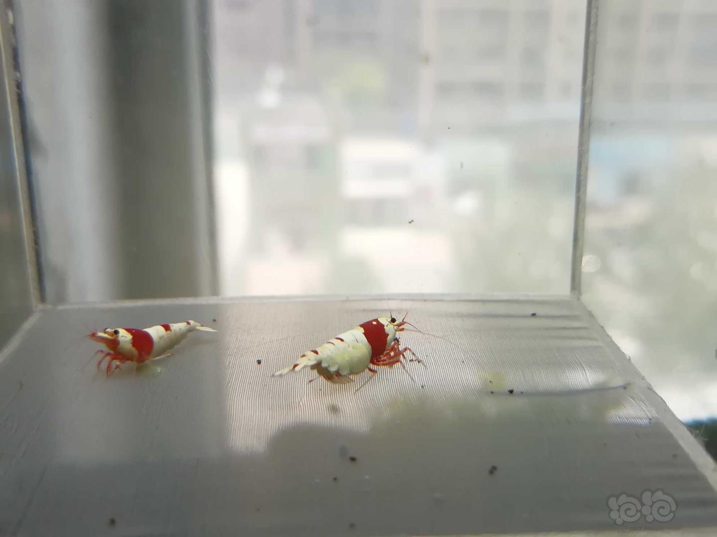 【虾】2020-06-28#RMB拍卖#红白纯血水晶虾一份2只-图6