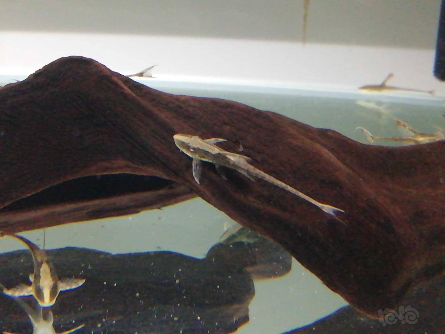 热带鱼高品质皇冠直升机