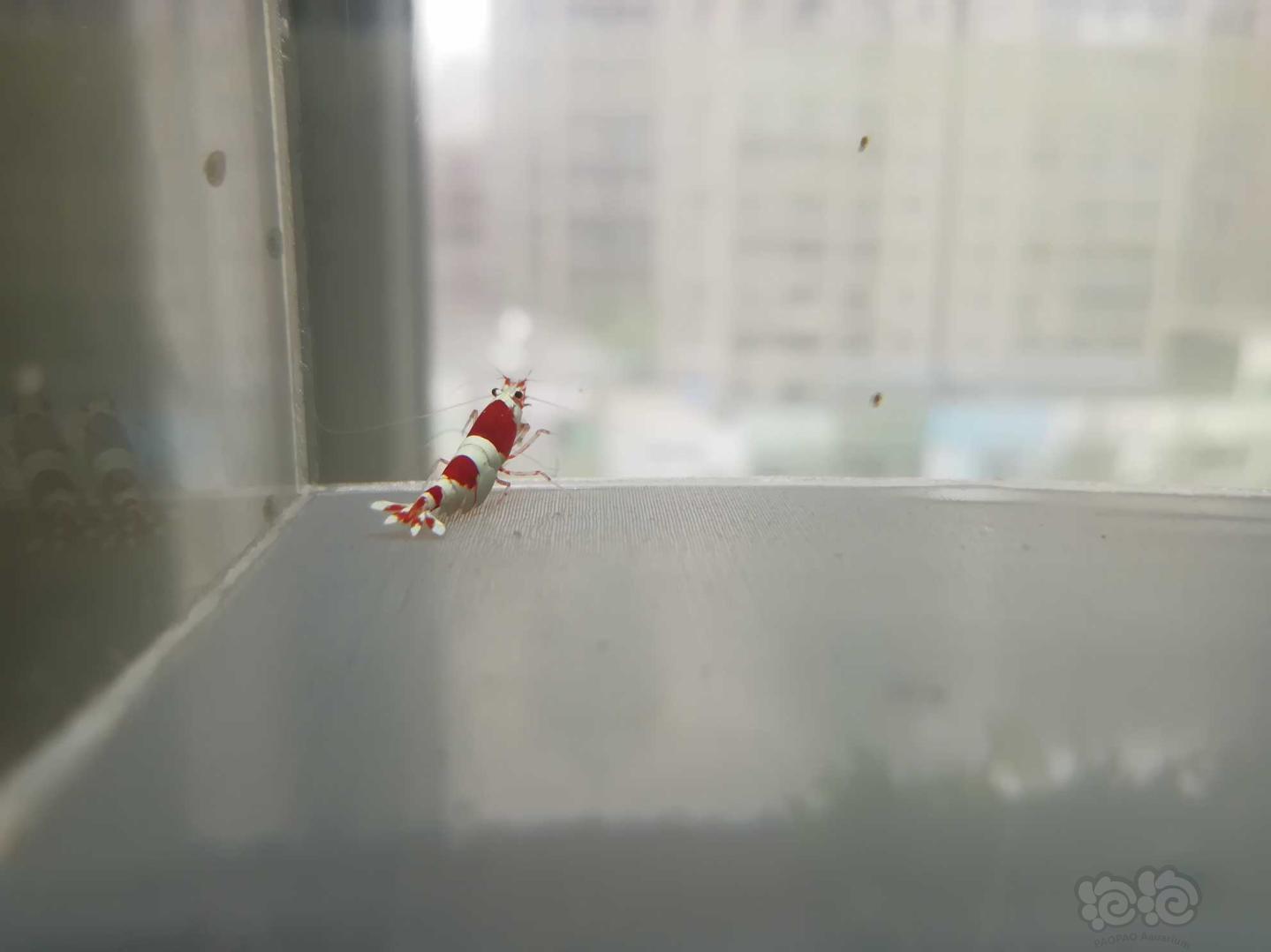【虾】2020-06-23#RMB拍卖#红白纯血水晶虾一份4只-图1