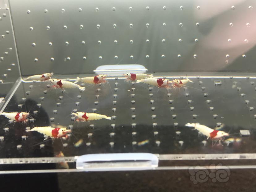 【虾】2020-06-09#RMB#拍卖纯血红白辉煌白躯一份15只-图4