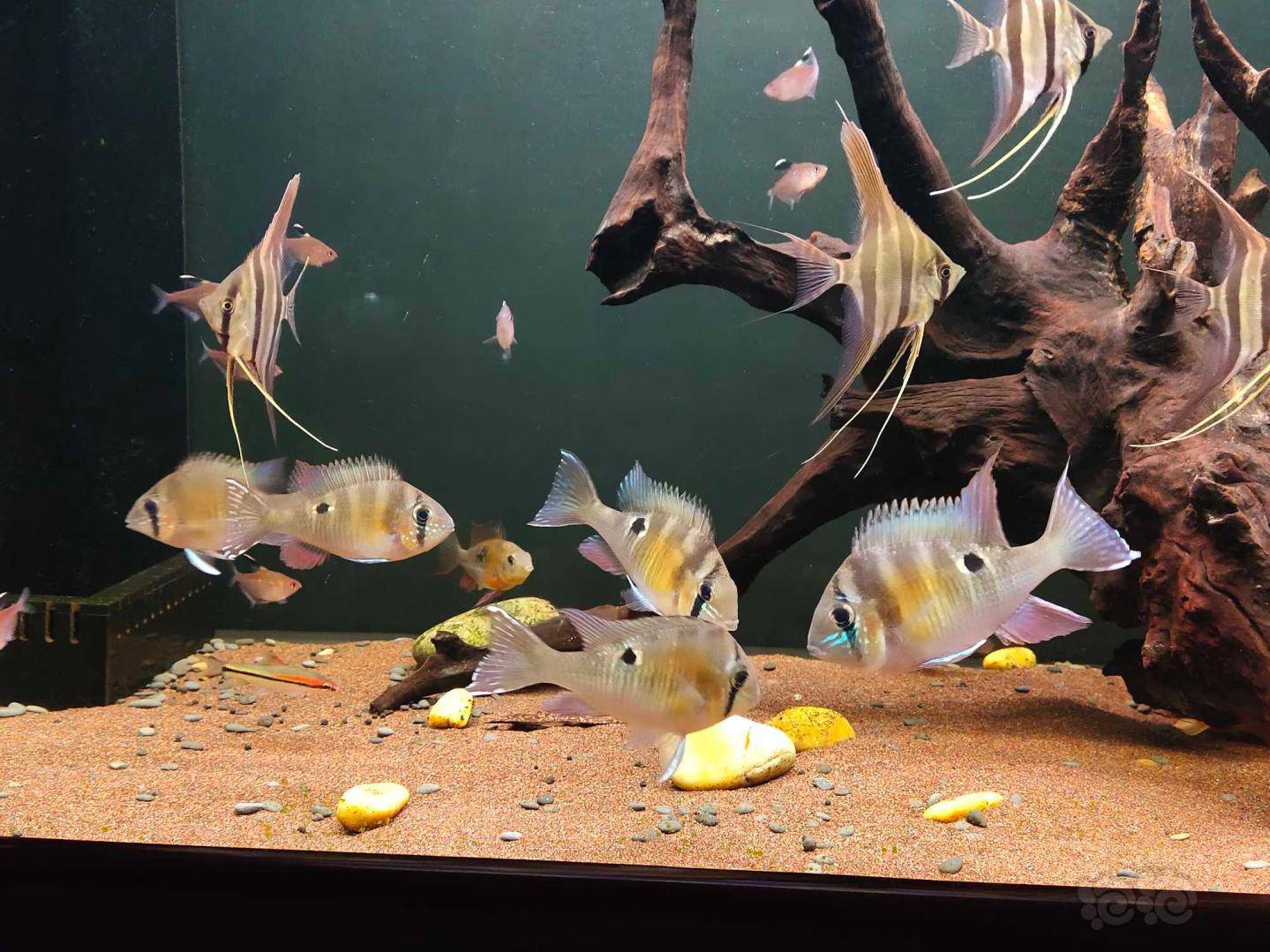 【鱼类】圣塔伦月亮宝石苗子