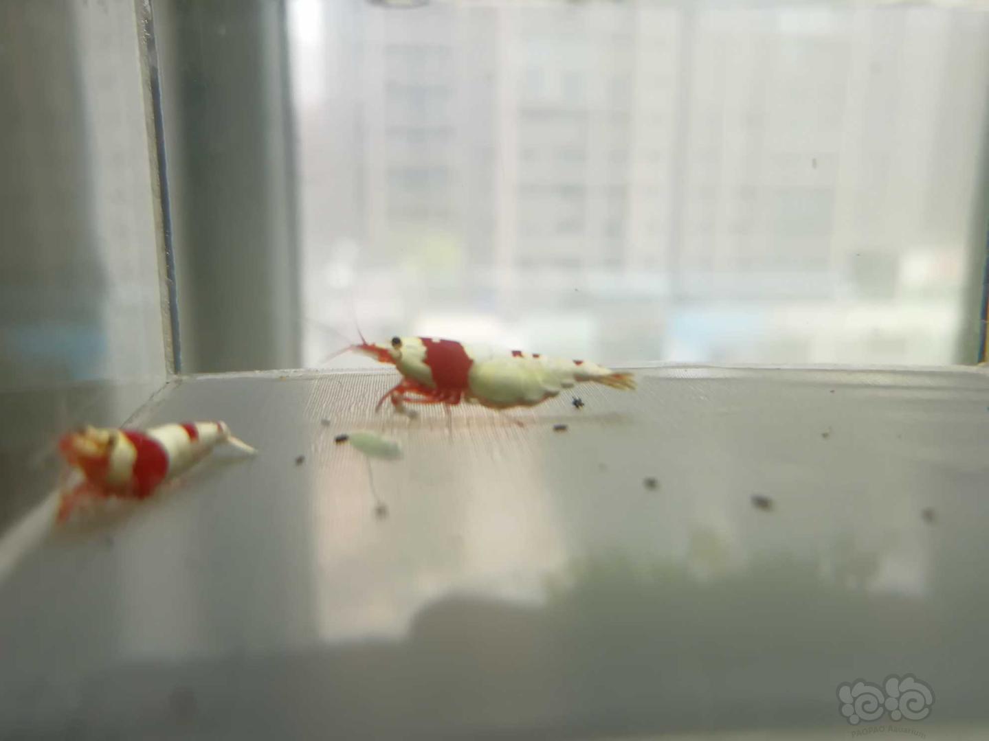 【虾】2020-06-28#RMB拍卖#红白纯血水晶虾一份2只-图4