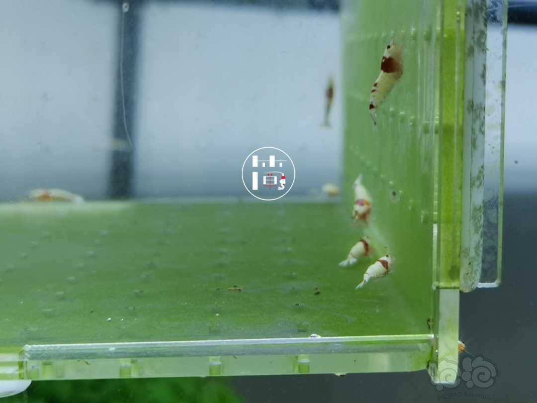 【虾】2020-06-14#RMB拍卖精选系统白躯红白水晶虾15只-图5