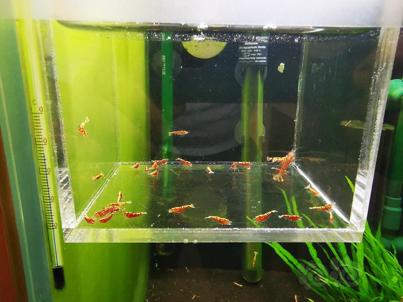 【虾】2020-06-17#RMB拍卖红银河幼虾一组30只-图4