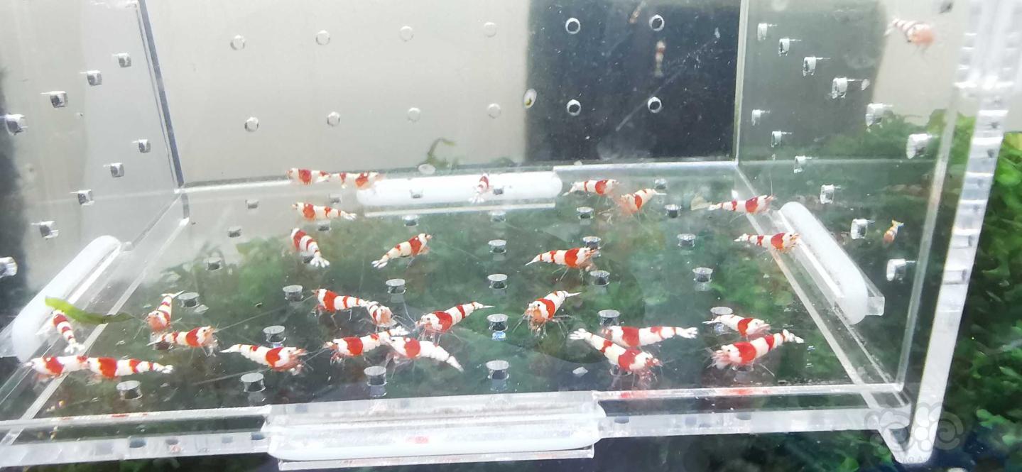 【虾】2020-06-28#RMB拍卖红白纯血30只-图3