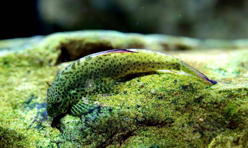 从小养大的紫鳍吸鳅