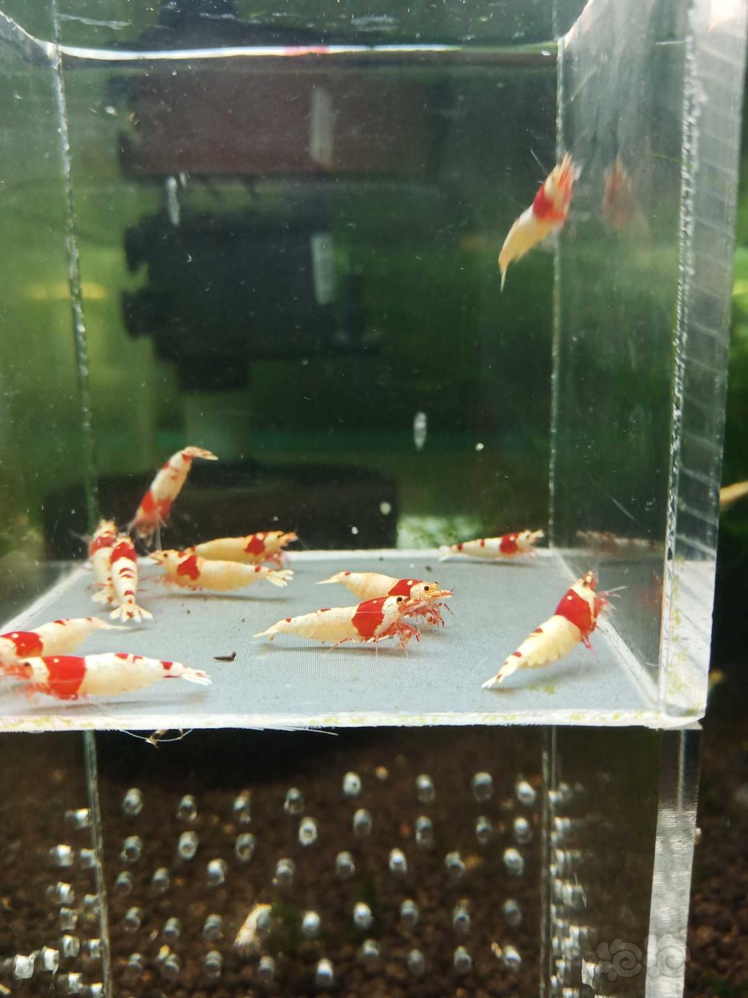 【虾】2020－6－23#RMB拍卖淘汰纯血红白繁殖组12只-图6