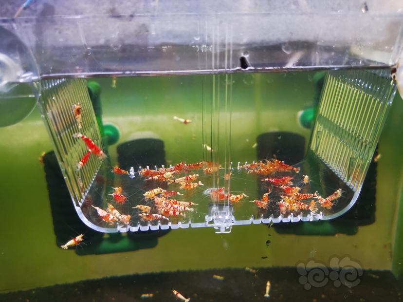 【虾】2020-06-11#RMB拍卖红花虎淘汰成虾一组100只-图1