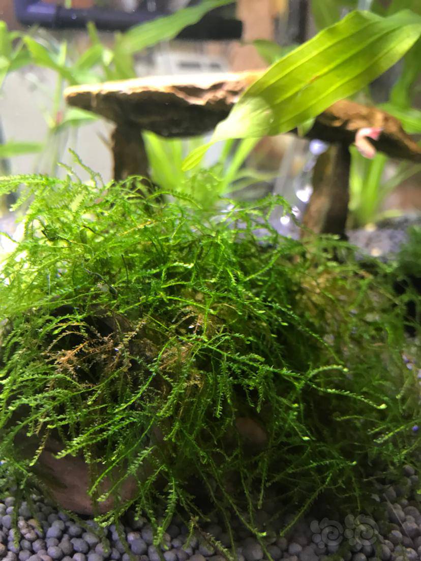 求助:垂泪莫斯发黄,爪哇莫丝冒泡,什么情况