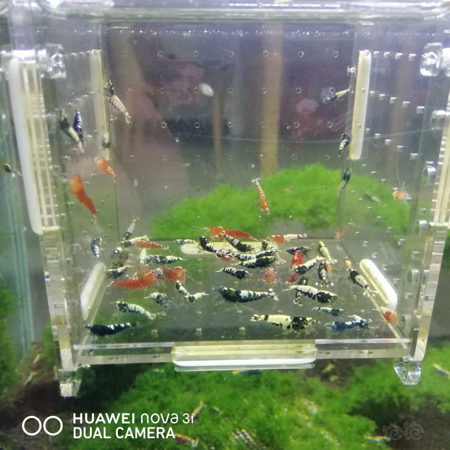 【虾】2020-06-24#RMB拍卖淘汰杂虾一份50只-图3