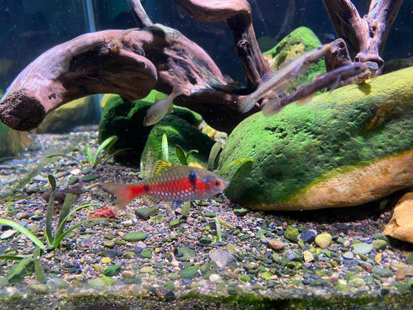 钻石彩虹鲫发色还是挺骚的