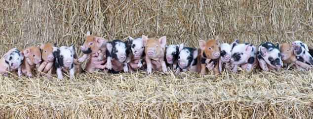 生了16只小猪-图4