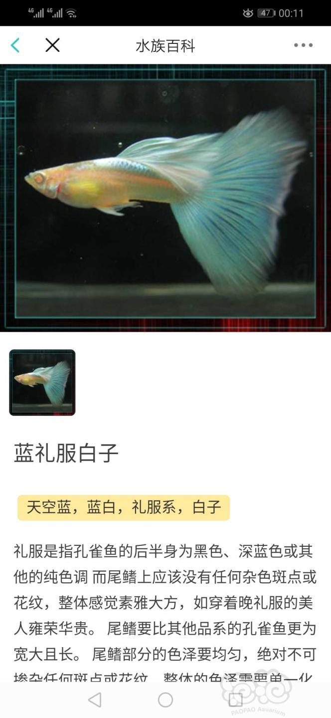 【求购】求购蓝白孔雀鱼-图2