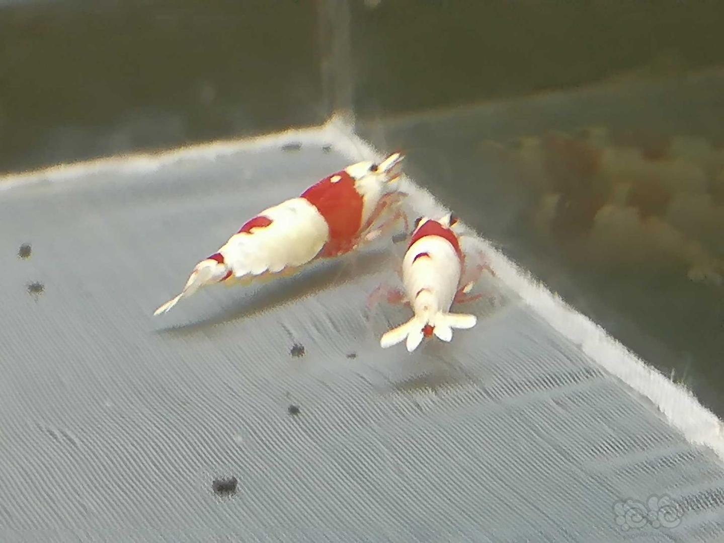 【虾】2020-06-30#RMB拍卖#红白纯血水晶虾一份5只-图1
