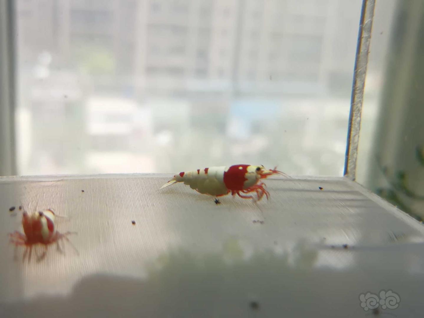 【虾】2020-06-28#RMB拍卖#红白纯血水晶虾一份2只-图5