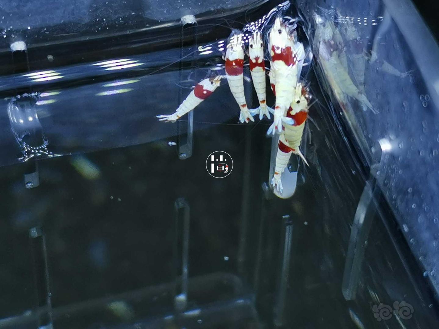 【虾】2020-06-04#RMB拍卖精选系统白躯红白水晶虾10只-图4
