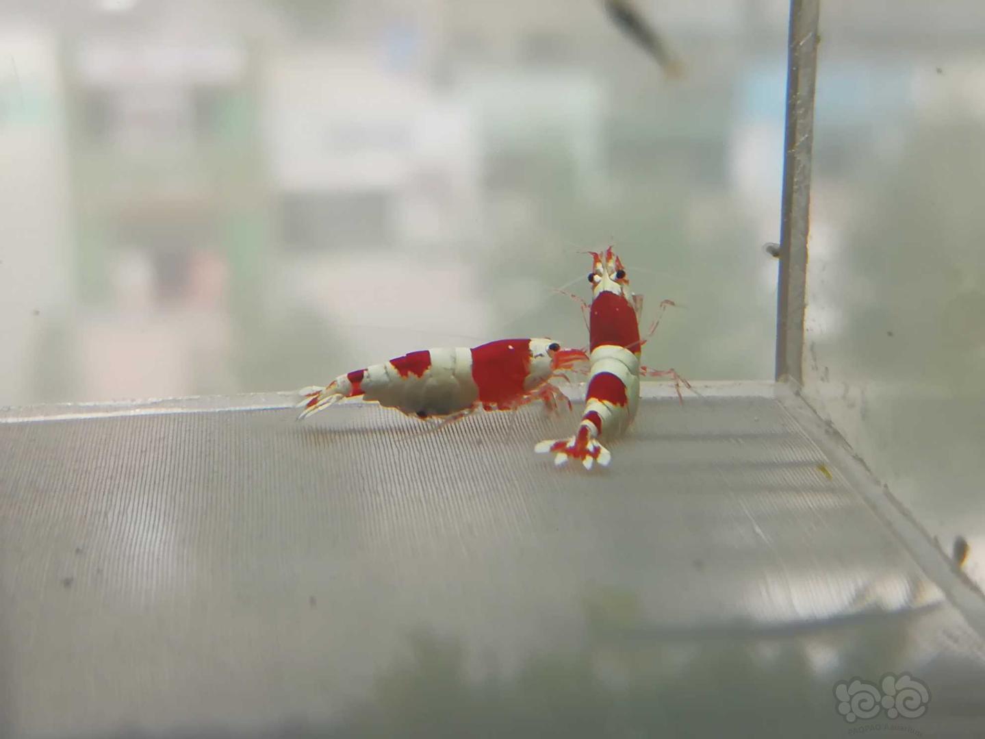 【虾】2020-06-23#RMB拍卖#红白纯血水晶虾一份4只-图7