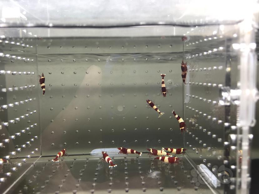 【虾】2020-6-28#RMB拍卖#酒红水晶虾一份22只-图2