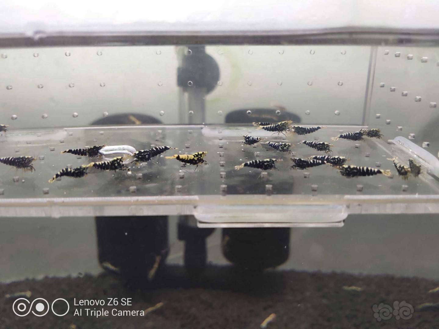【虾】2020-06-05#RMB拍卖黑银河小虾一份-图4