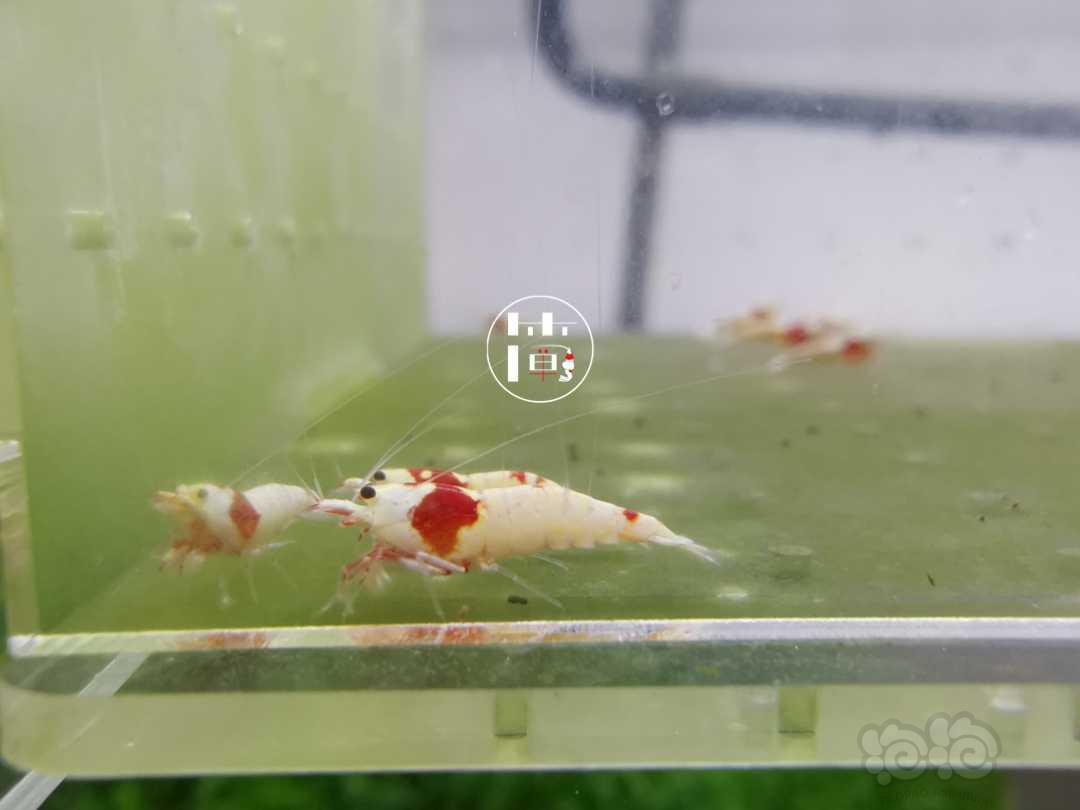 【虾】2020-06-15#RMB拍卖精选系统红白水晶虾20只-图3