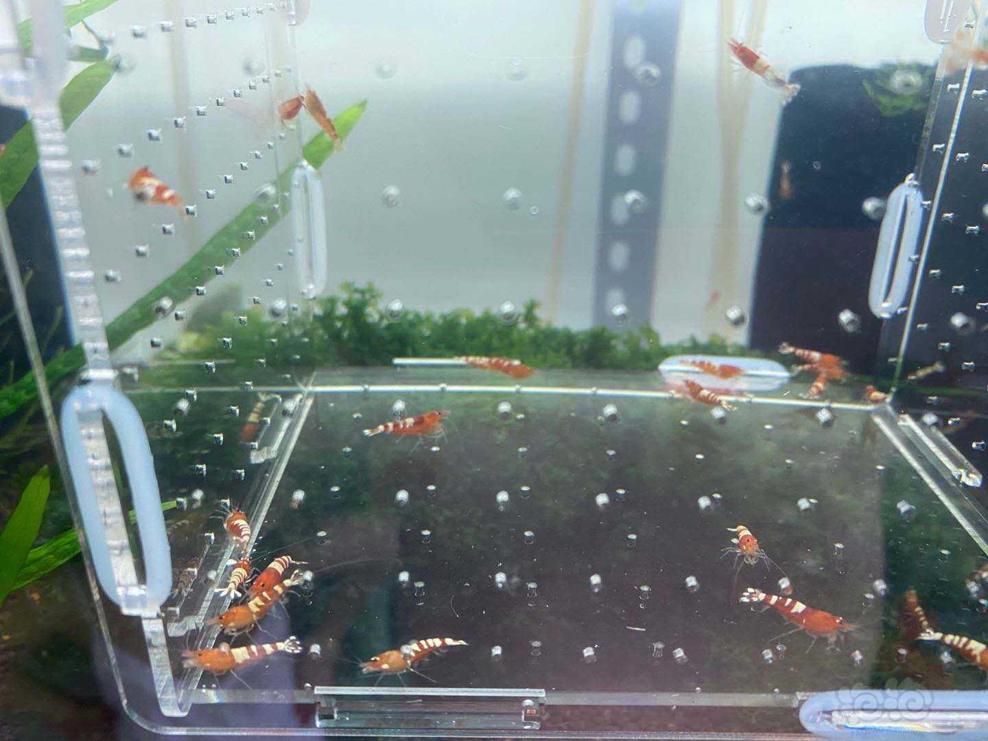 【虾】2020-06-15#RMB拍卖红姘头一份30只-图3