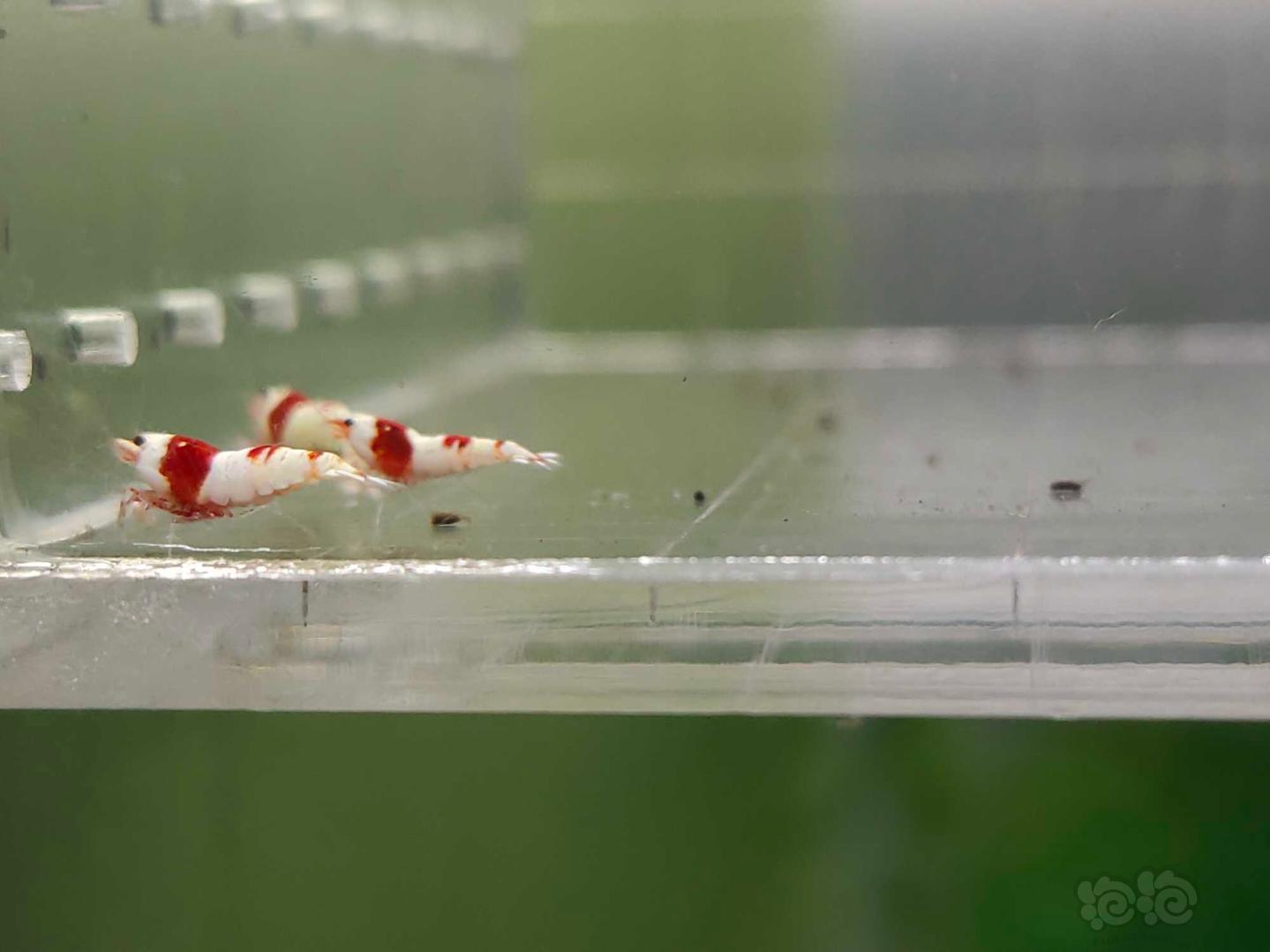 【虾】2020-6-8#RMB拍卖纯血红白一份20只-图4