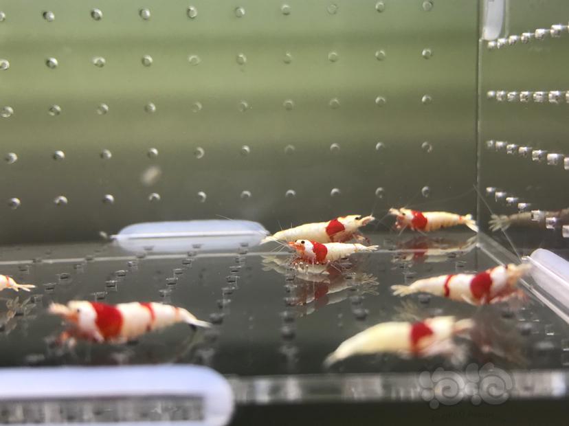 【虾】2020-6-8#RMB拍卖#纯血红白一份16只-图4