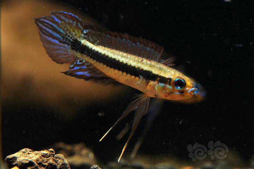 阿莲卡蓝袖瑕不掩瑜