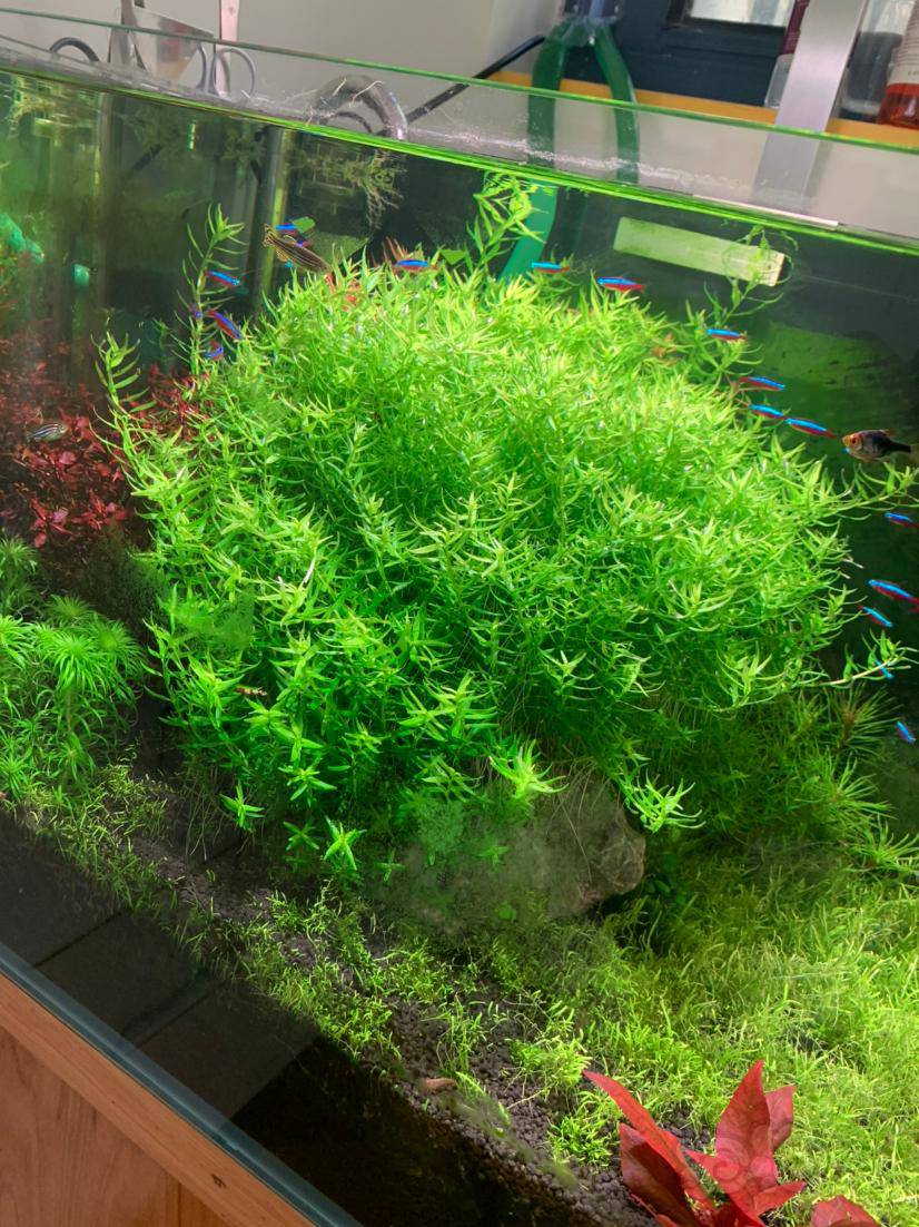 300根绿宫廷30包邮