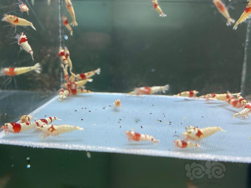 【虾】2020-06-26#RMB拍卖红白水晶虾65只-图1