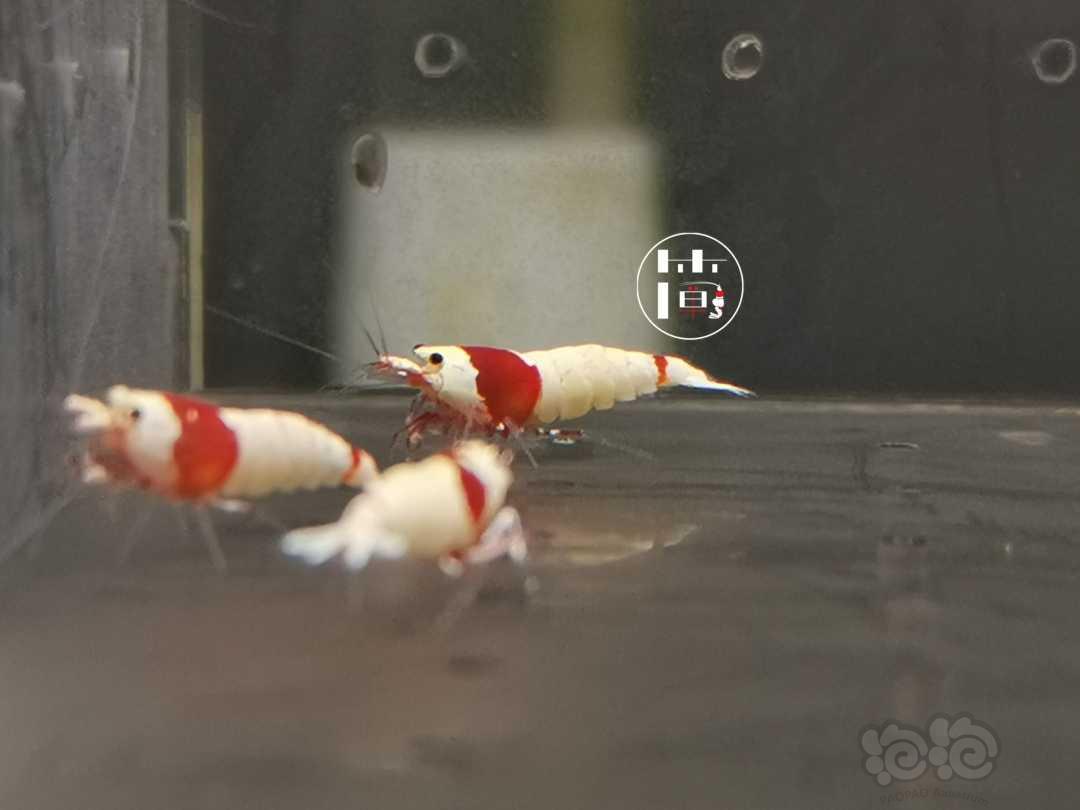 【虾】2020-06-22#RMB拍卖红白水晶虾14只-图2