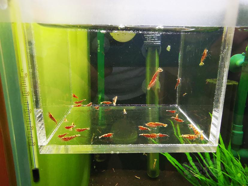 【虾】2020-06-17#RMB拍卖红银河幼虾一组30只-图2