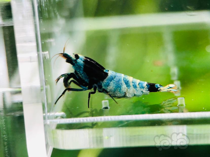 【虾】2020-6-4#RMB拍卖一份蓝化花头繁殖组-5只-图3