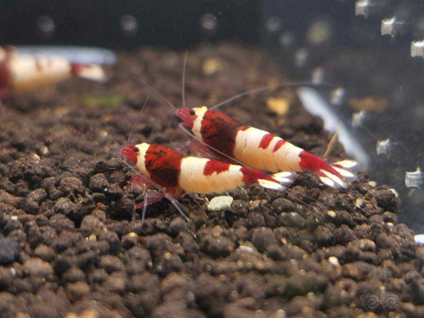 20200603rmb拍卖酒红水晶虾一份12只