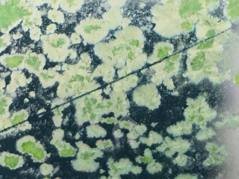 娜拉除藻酵素黑银河水晶虾缸评测〈六〉你们期待的绿斑藻和黑毛藻情况来了-图1