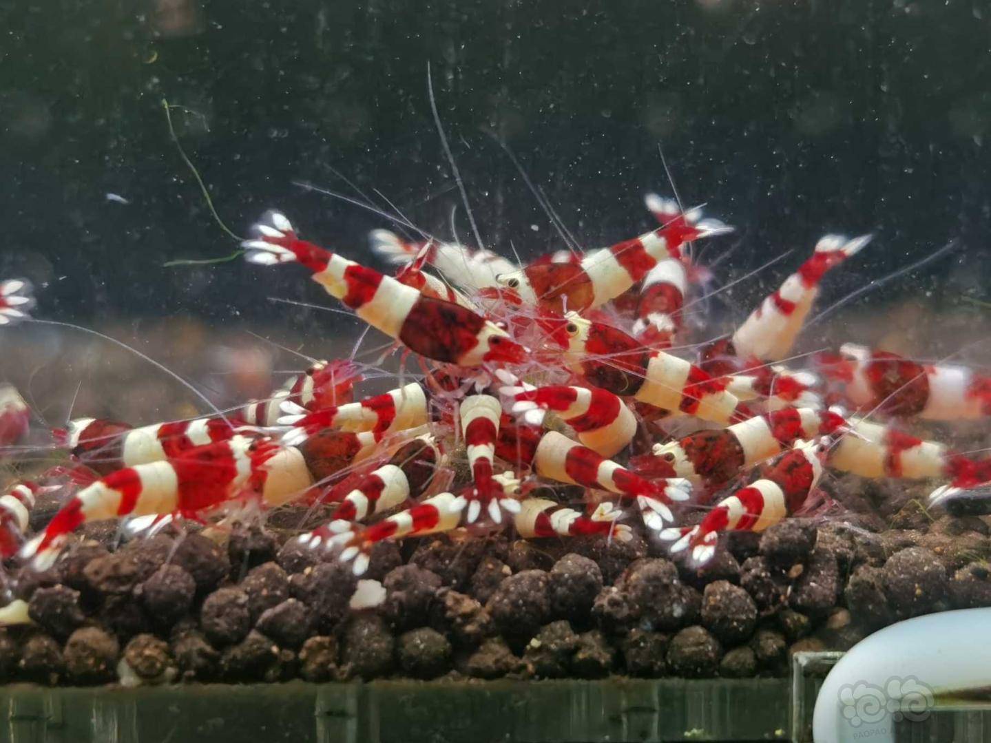 20200611rmb拍卖酒红水晶虾一份100只