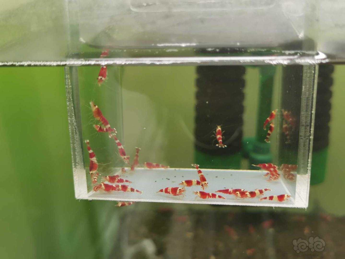 【虾】2020-6-3#RMB拍卖圣诞红索型35只-图1