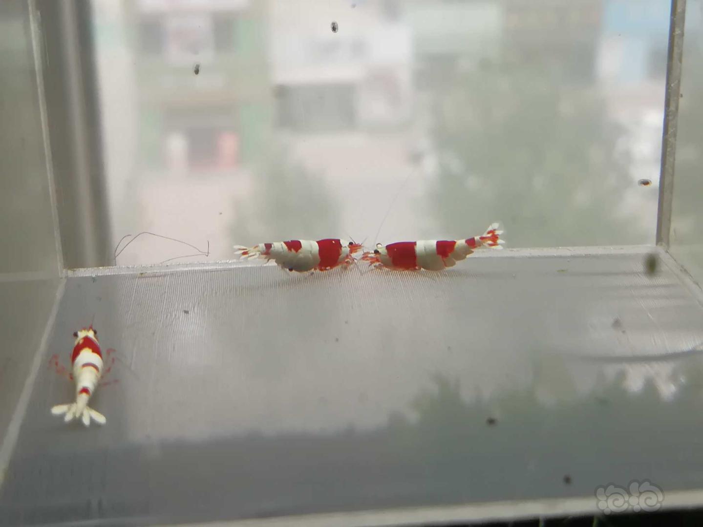 【虾】2020-06-23#RMB拍卖#红白纯血水晶虾一份4只-图8