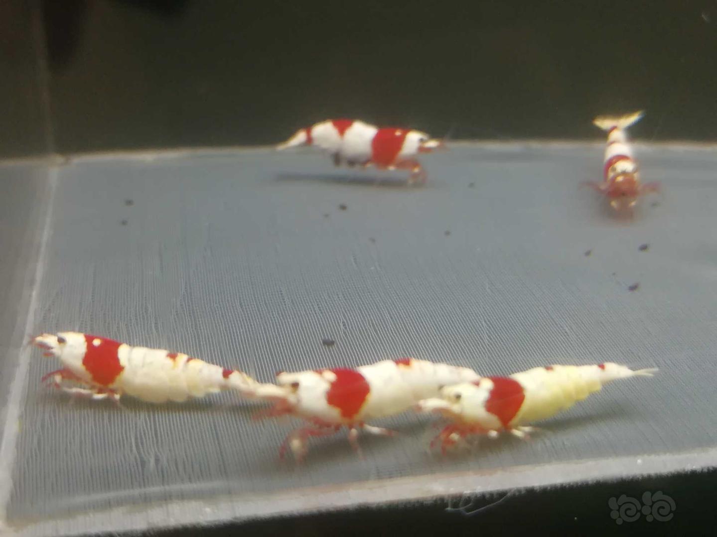 【虾】2020-06-29#RMB拍卖#红白纯血水晶虾一份5只-图6