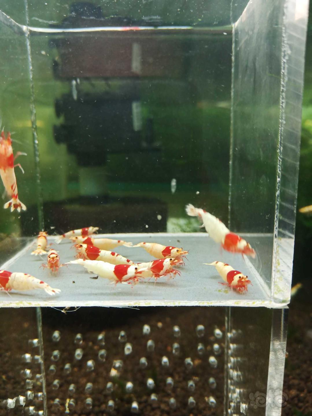 【虾】2020－6－23#RMB拍卖淘汰纯血红白繁殖组12只-图4