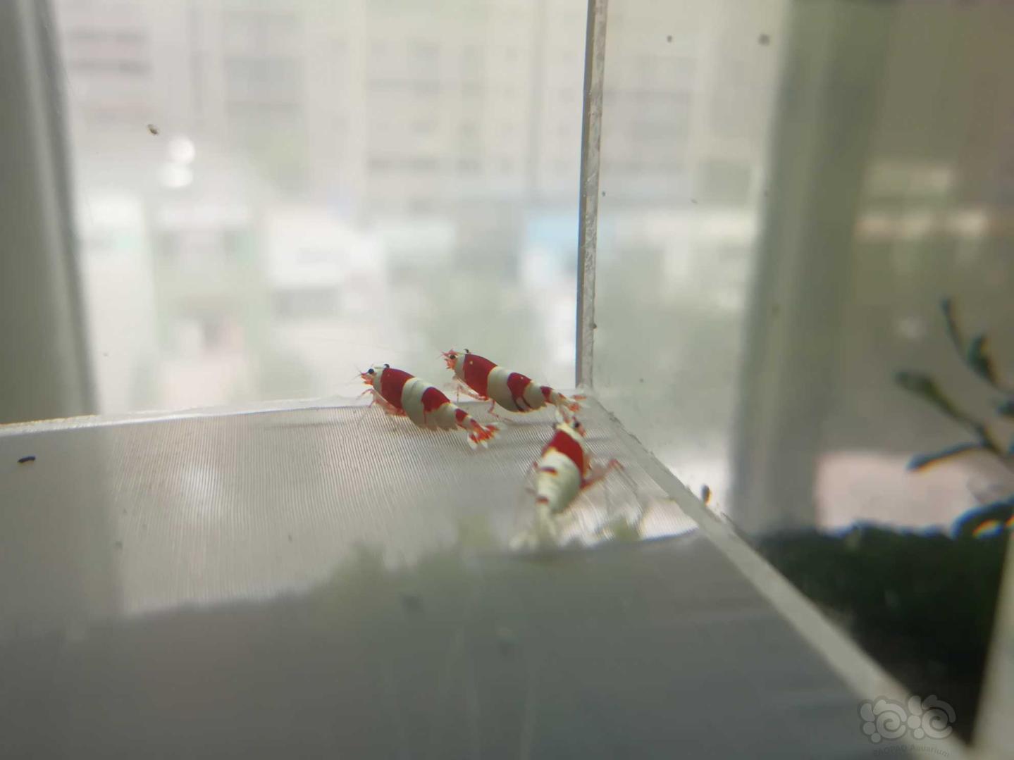 【虾】2020-06-23#RMB拍卖#红白纯血水晶虾一份4只-图3