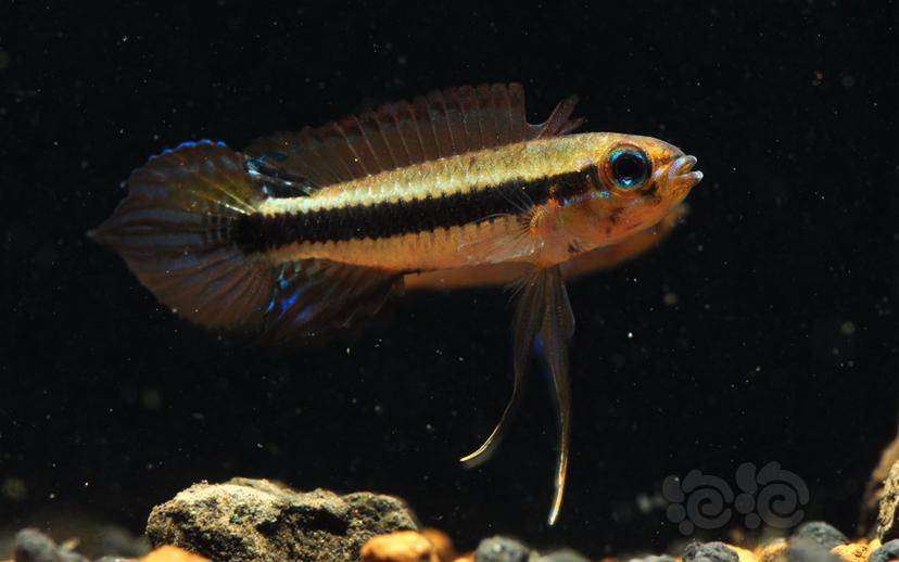 阿莲卡蓝袖瑕不掩瑜