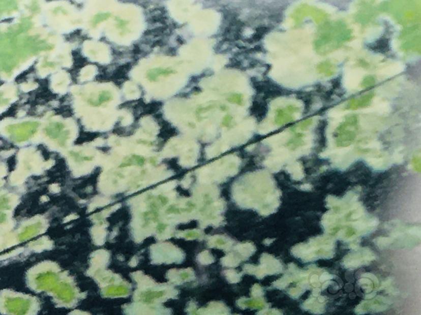 娜拉除藻酵素黑银河水晶虾缸评测〈六〉你们期待的绿斑藻和黑毛藻情况来了-图2