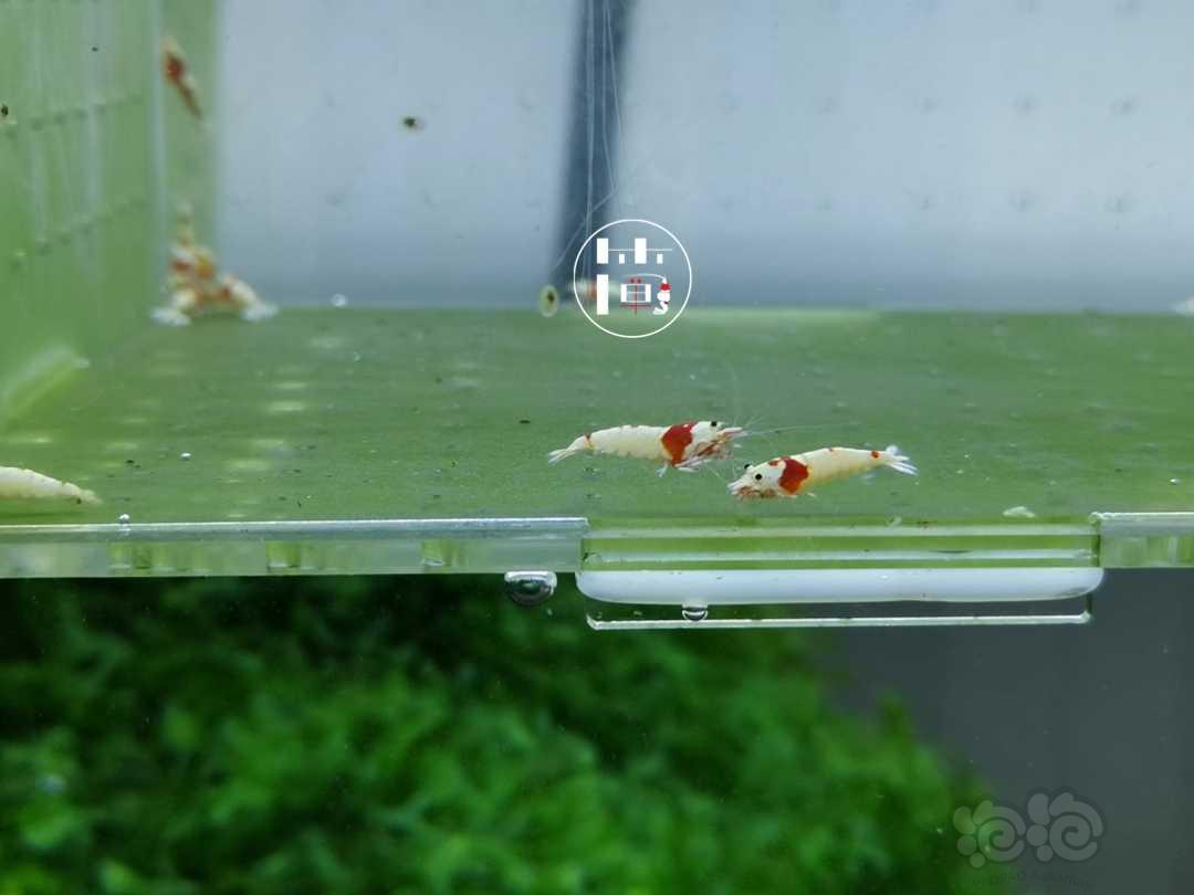 【虾】2020-06-14#RMB拍卖精选系统白躯红白水晶虾15只-图7