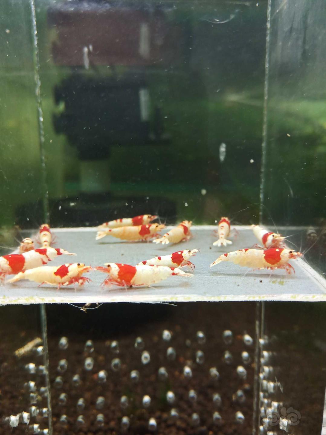【虾】2020－6－23#RMB拍卖淘汰纯血红白繁殖组12只-图1