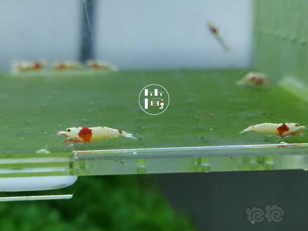 【虾】2020-06-14#RMB拍卖精选系统白躯红白水晶虾15只-图3