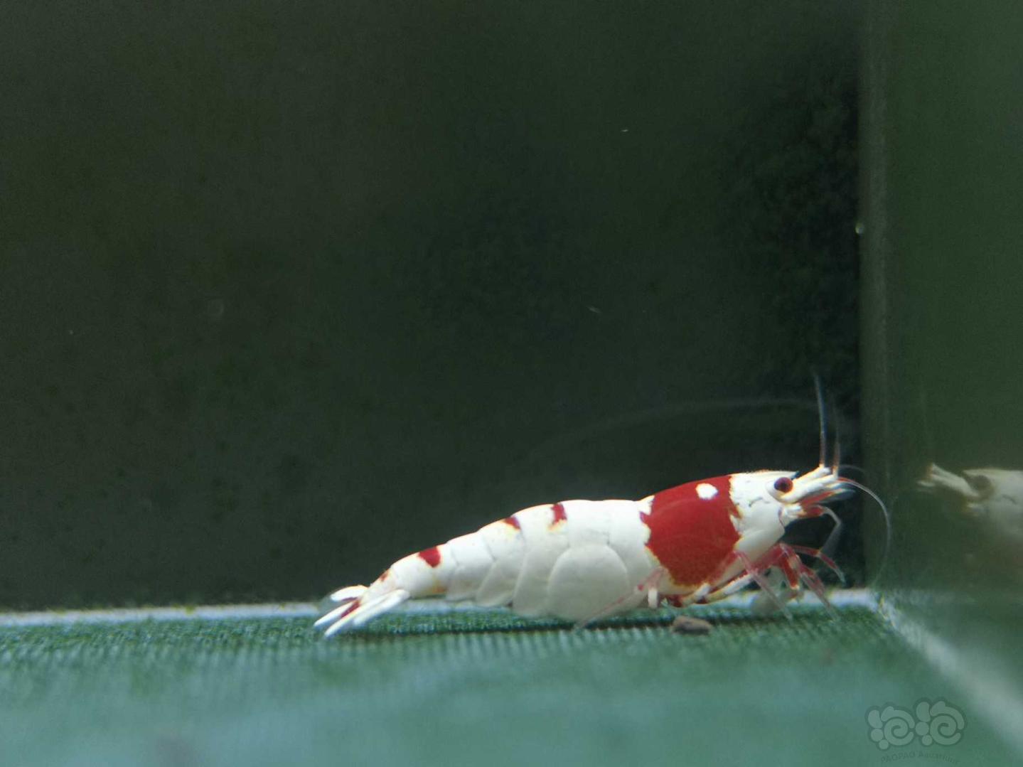 【虾】2020-06-21#RMB拍卖纯血红白一公两母-图7